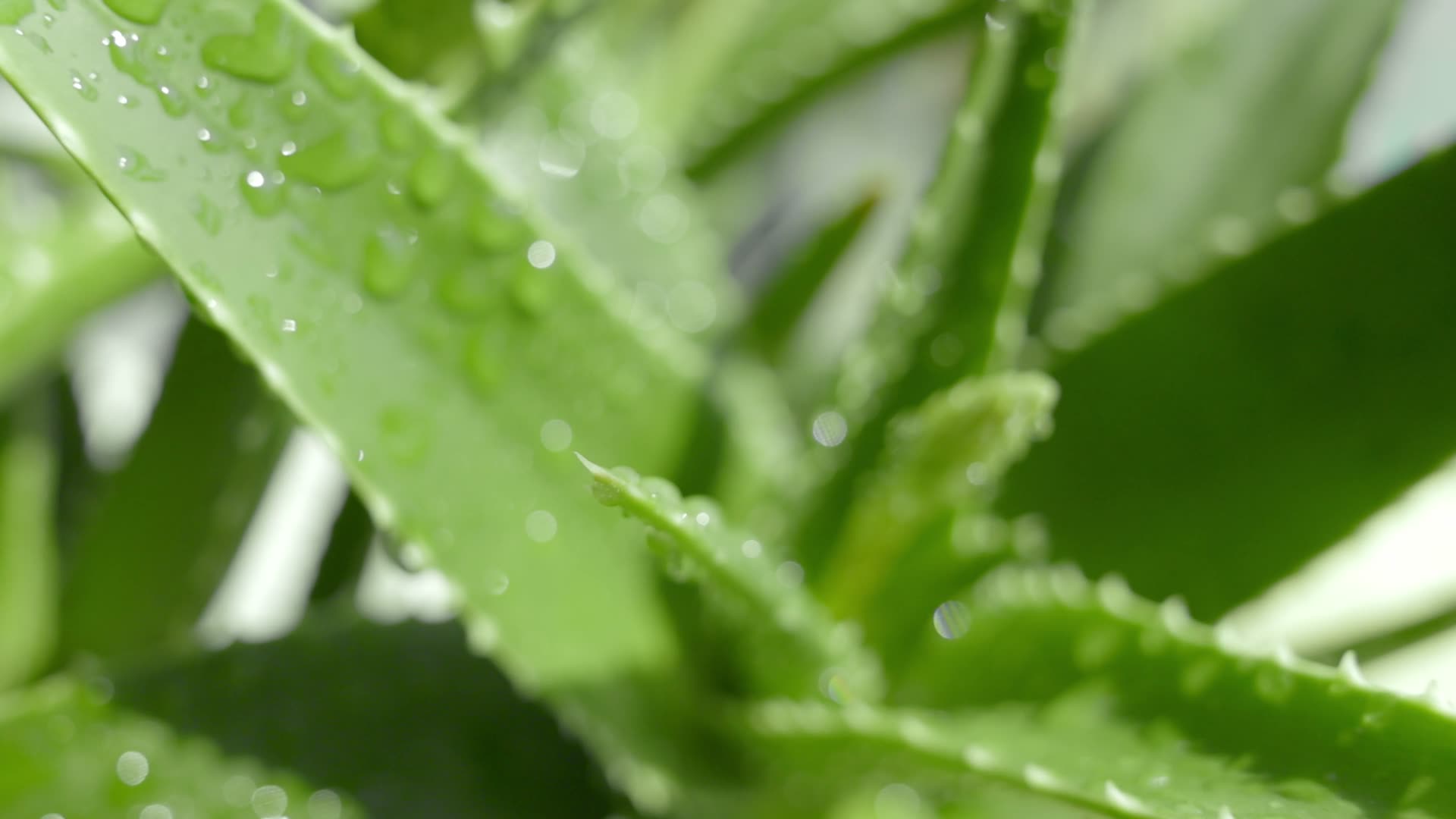 Aethere ALOE VERA HYDRATING ELIXIR – Aethere